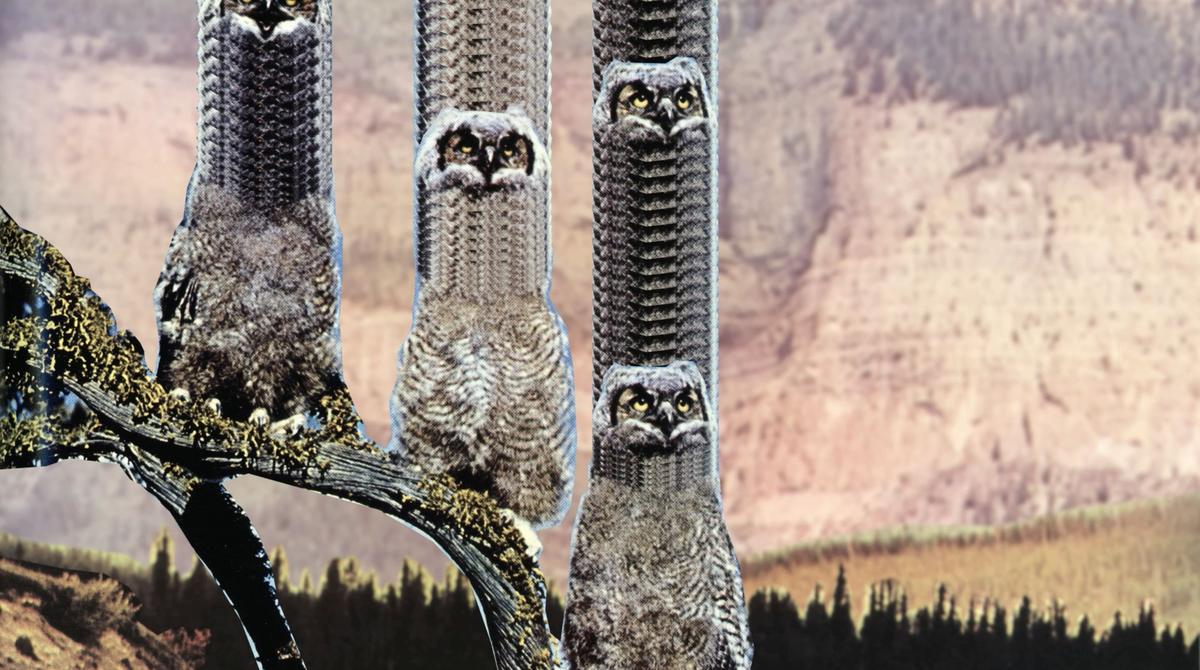 A digital collage of four owls sitting on a branch with multiple heads